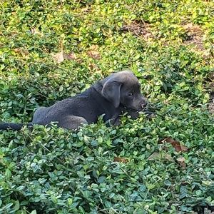 Meet your Posher, Duc